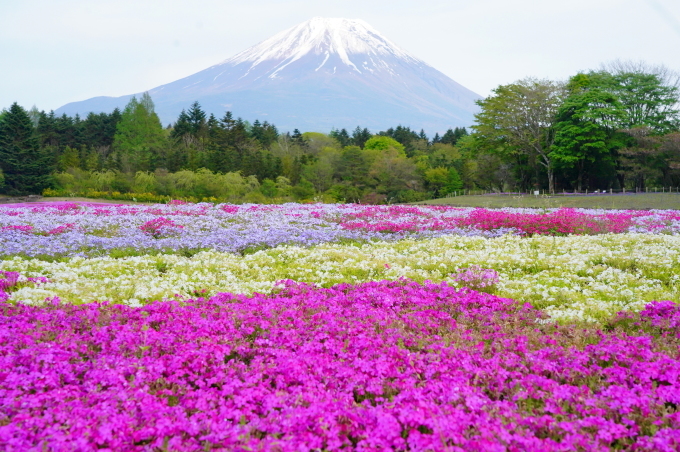 富士本栖湖リゾート ピーターラビットイングリッシュガーデンへ 芝桜まつり ミンミンゼミ
