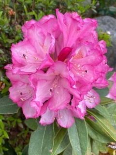 今年の沈丁花_e0233190_16530636.jpeg