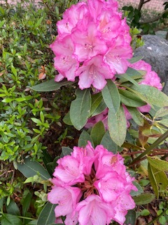 今年の沈丁花_e0233190_16531010.jpeg
