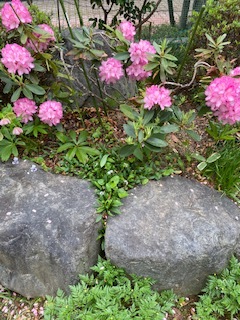 今年の沈丁花_e0233190_16531890.jpeg