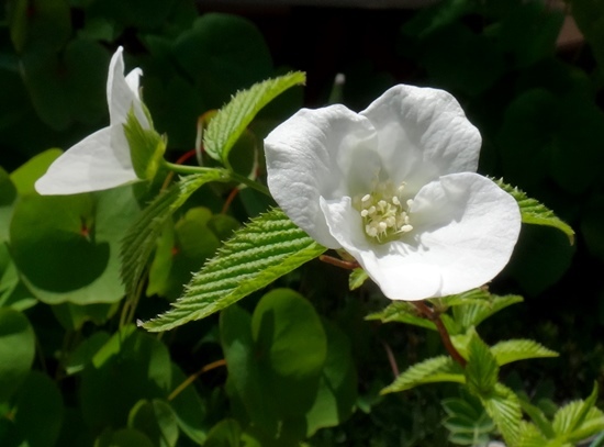 今日の空と、シロヤマブキの開花♪_a0136293_16222254.jpg