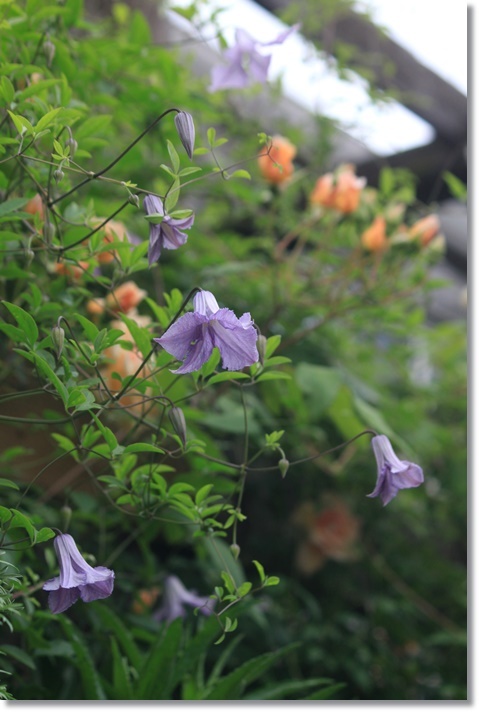 クレマチス ベティコーニング クレマチス・ベティー コーニング| 種・苗・ガーデニング用品の