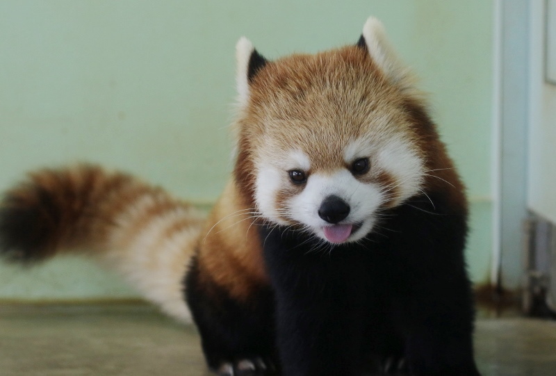 レッサーパンダ様専用 クリスマスローズ 苗 mint様専用 クリスマス