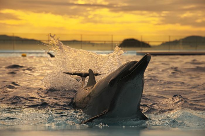 イルカの日 風の色紀行