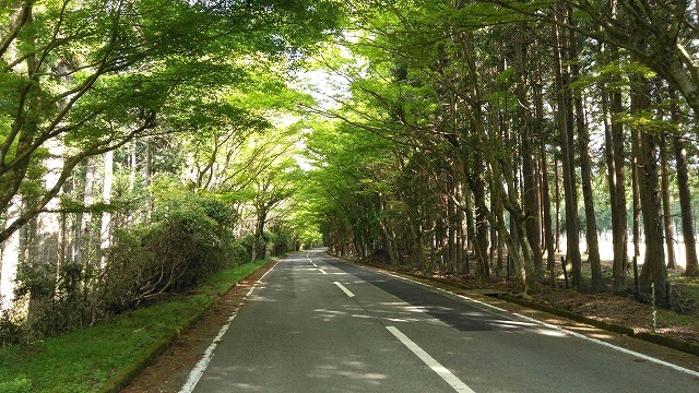 富士マウントライオンズクラブで富士山夢ロード(基幹林道富士山麓線)の捕植作業_f0141310_08192063.jpg