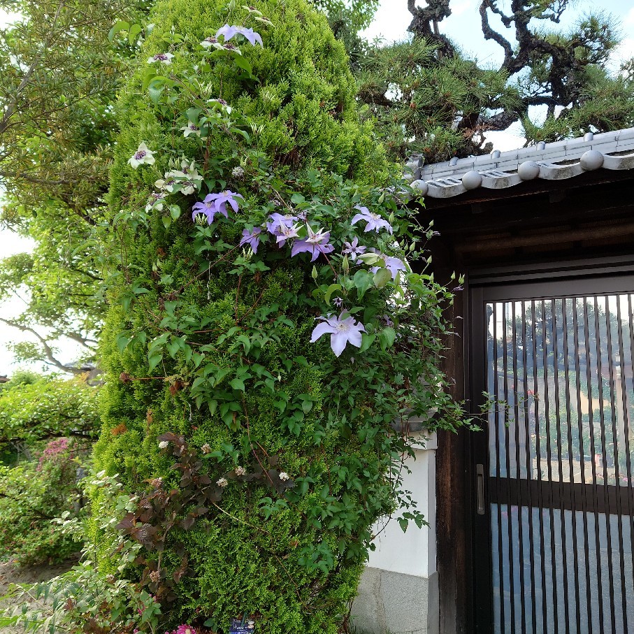 10号鉢ごと土に埋めたバラ丸8年_c0404712_09571122.jpg