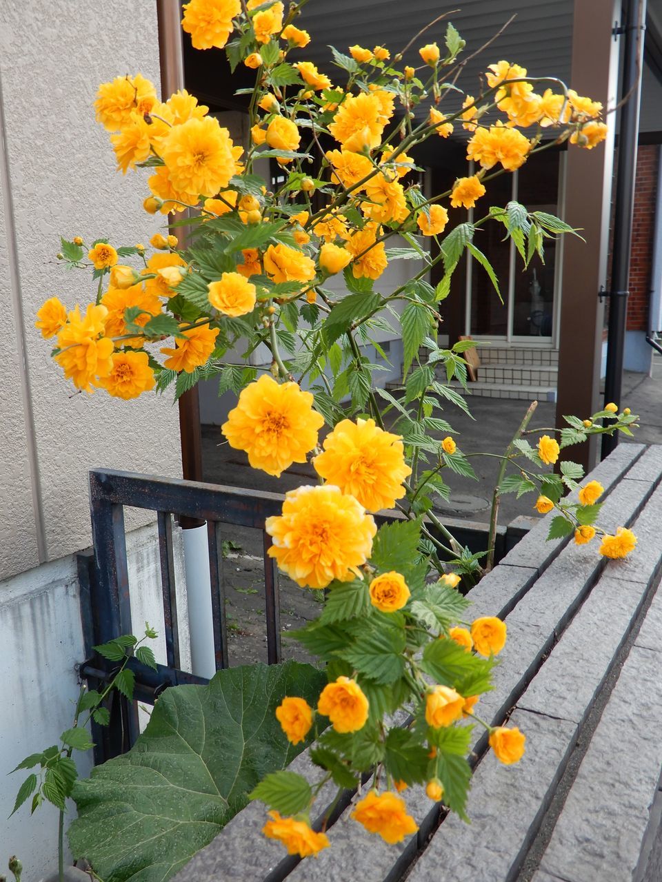 気温が下がるかと思ったらまた夏日_c0025115_22212096.jpg