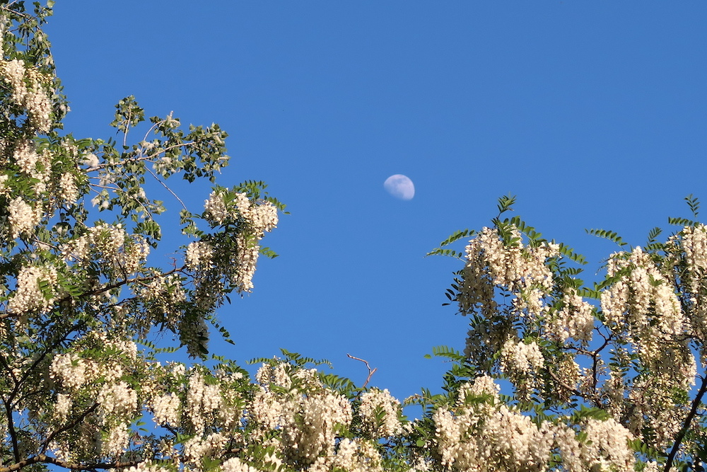 花盛りの白いアカシアと月と庭のバラと蜜蜂_f0234936_21583569.jpg