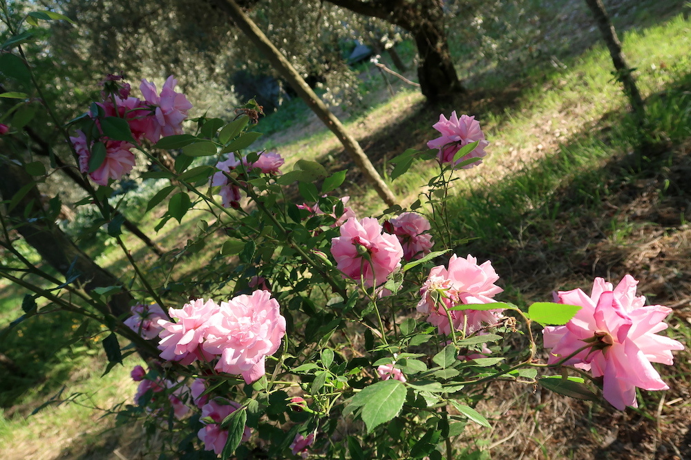 花盛りの白いアカシアと月と庭のバラと蜜蜂_f0234936_22014910.jpg