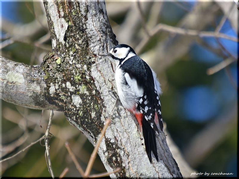 3月の野鳥(野幌森林公園)_a0315942_11340317.jpg