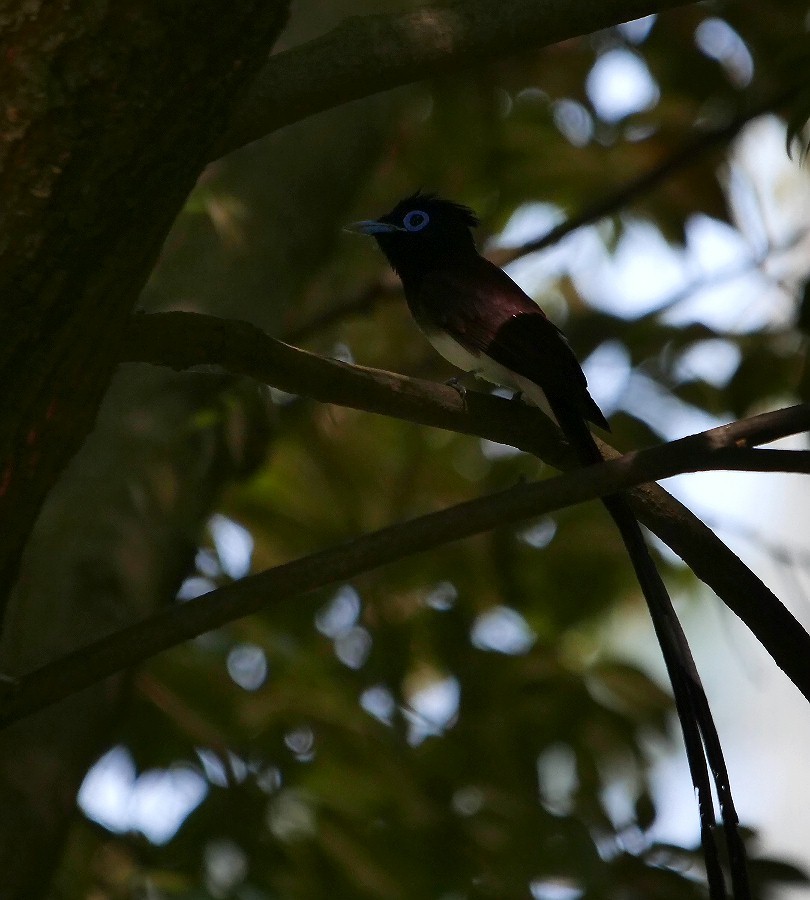 サンコウチョウ_f0124451_01095081.jpg