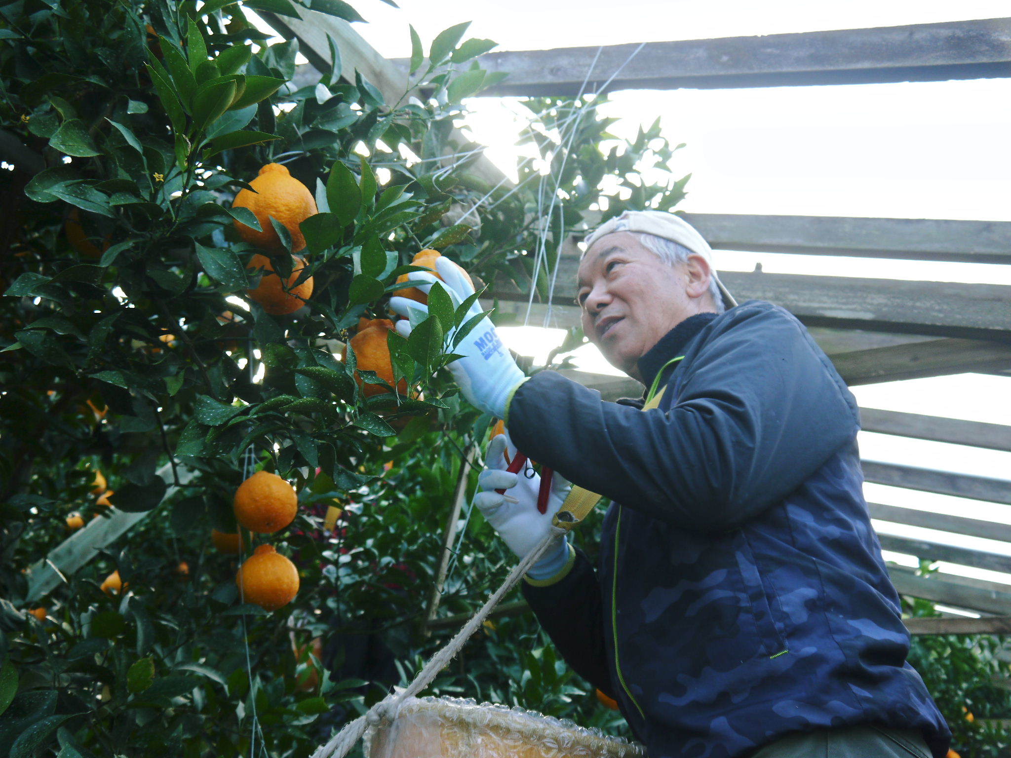 熊本県産『デコポン(肥後ポン)』今期(令和5年度)も完売御礼!ご予約分を明日の出荷で発送も完了です!_a0254656_16423681.jpg
