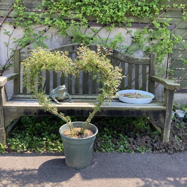 ＊＊＊ゴールデンウィーク＊＊＊＊＊子供の日＊＊＊＊＊>* ))))><＊＊＊_e0116763_15335200.jpeg