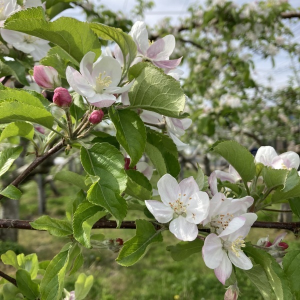 ＊＊＊ゴールデンウィーク＊＊＊＊＊子供の日＊＊＊＊＊>* ))))><＊＊＊_e0116763_15421401.jpeg