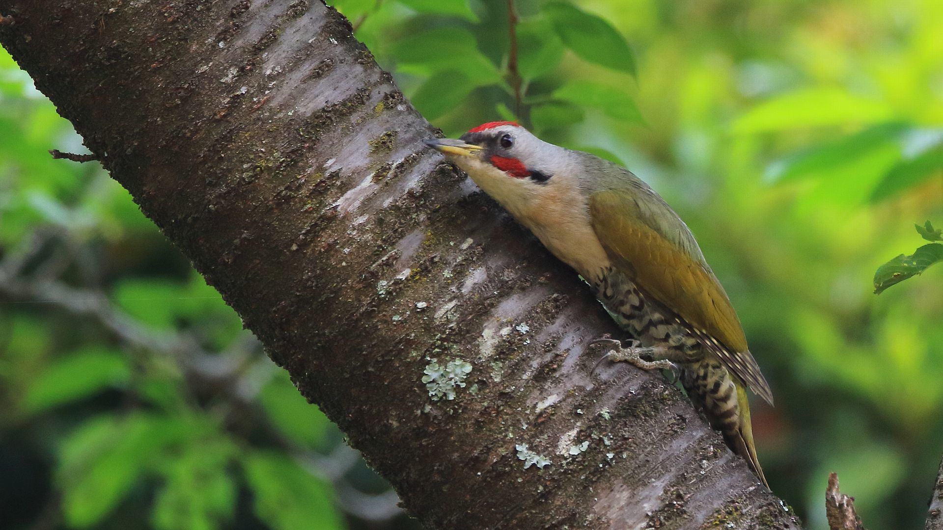 厚木市のアオゲラ雄　Male Japanese green woodpecker in Atsugi city_f0105570_15430205.jpg