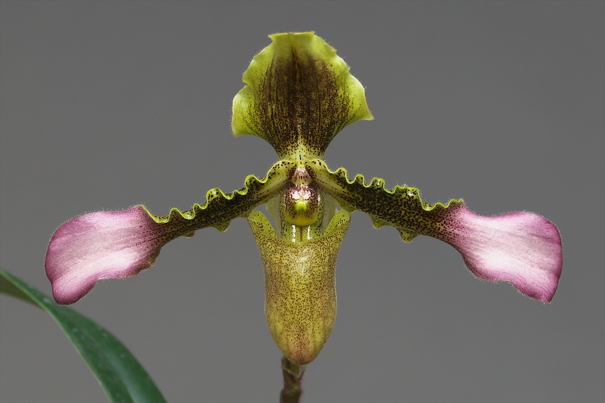 12) 洋蘭 パフィオペディルム 交配種 Paph. Sander's Pride 12) 洋蘭 パフィオペディルム 交配種 Paph. Sander's Pride