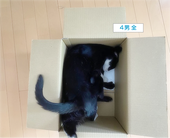 猫への東京土産_a0389088_15242962.jpg