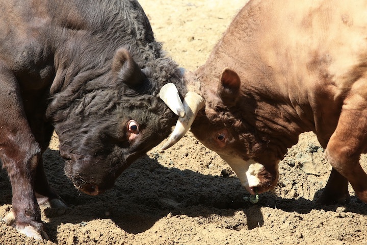 5/4 山古志闘牛 羽黒山-新宅赤パンダ_b0016600_11314833.jpeg