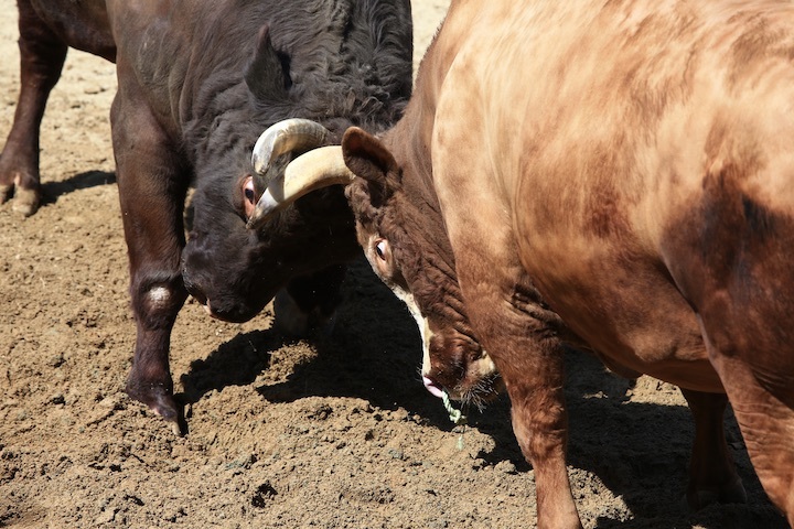 5/4 山古志闘牛 羽黒山-新宅赤パンダ_b0016600_11343865.jpeg