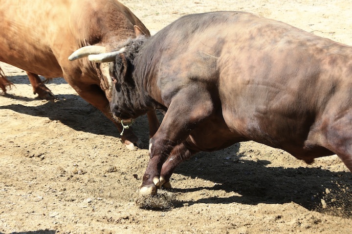 5/4 山古志闘牛 羽黒山-新宅赤パンダ_b0016600_11370020.jpeg