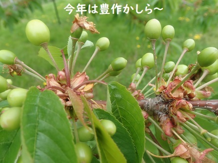 アリ!?_c0182012_14034066.jpg