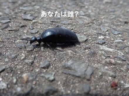 アリ!?_c0182012_14355526.jpg