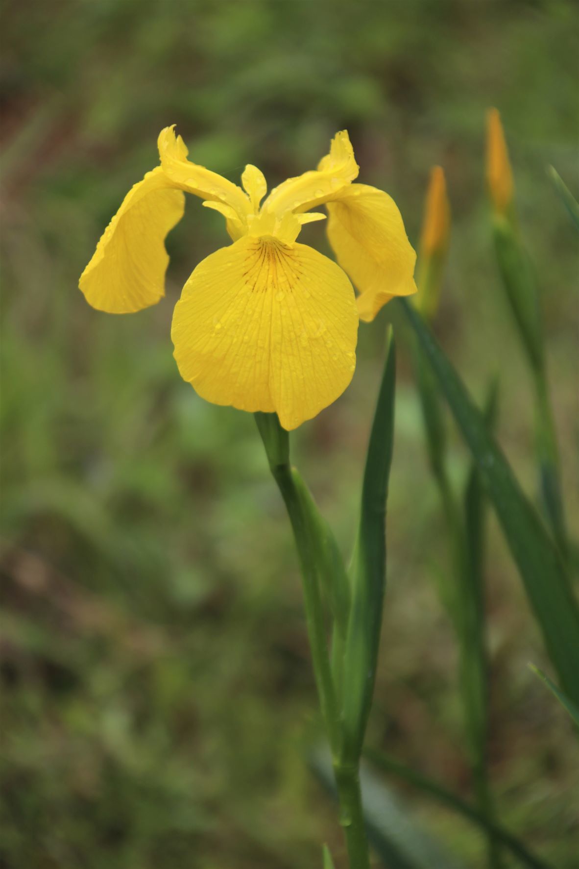 珍しい蝶が来た　菜園_e0048413_19471711.jpg