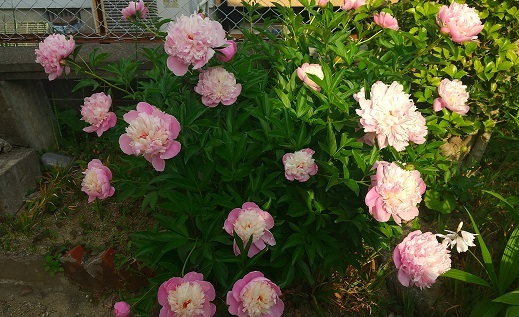 連休の前後の庭 大野英子_f0371014_06530342.jpg