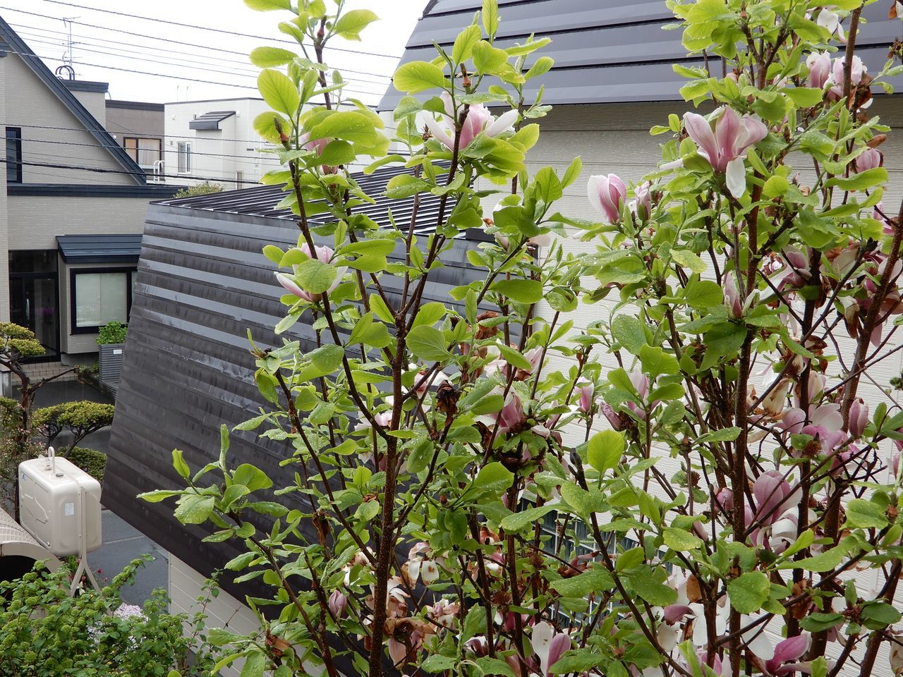 朝は雨_c0025115_22084171.jpg