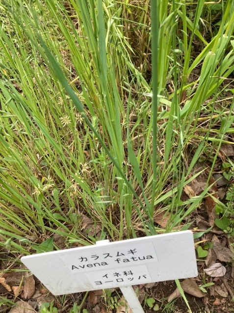 ワイルドオート(からす麦)_e0257524_15194800.jpg