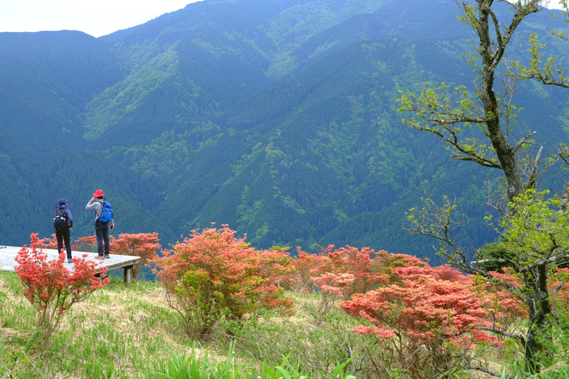 奈良県御所市　葛城山のツツジ散策_a0216227_13450878.gif