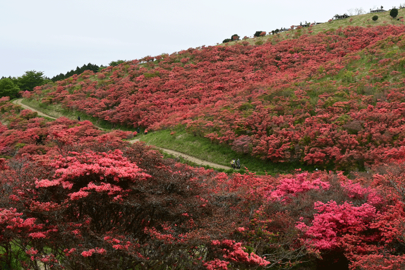 奈良県御所市　葛城山のツツジ散策_a0216227_14341341.gif