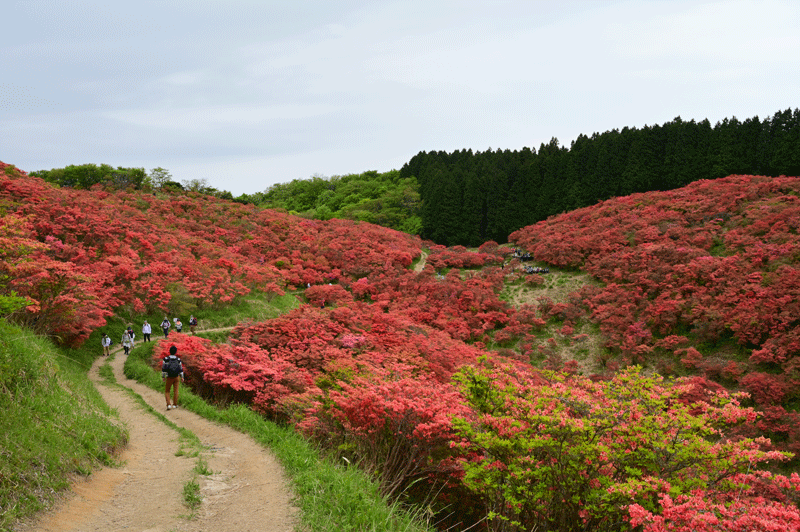 奈良県御所市　葛城山のツツジ散策_a0216227_14412160.gif