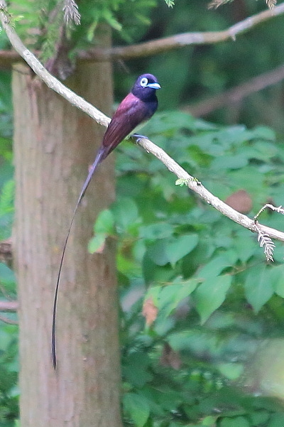 サンコウチョウ_e0413627_11321271.jpg