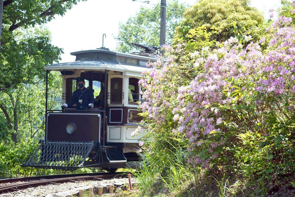 走る京都市電とツツジの花_e0373930_19272465.jpg