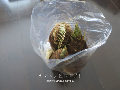 最近食べたもの【清明】②_e0394031_18284060.jpg