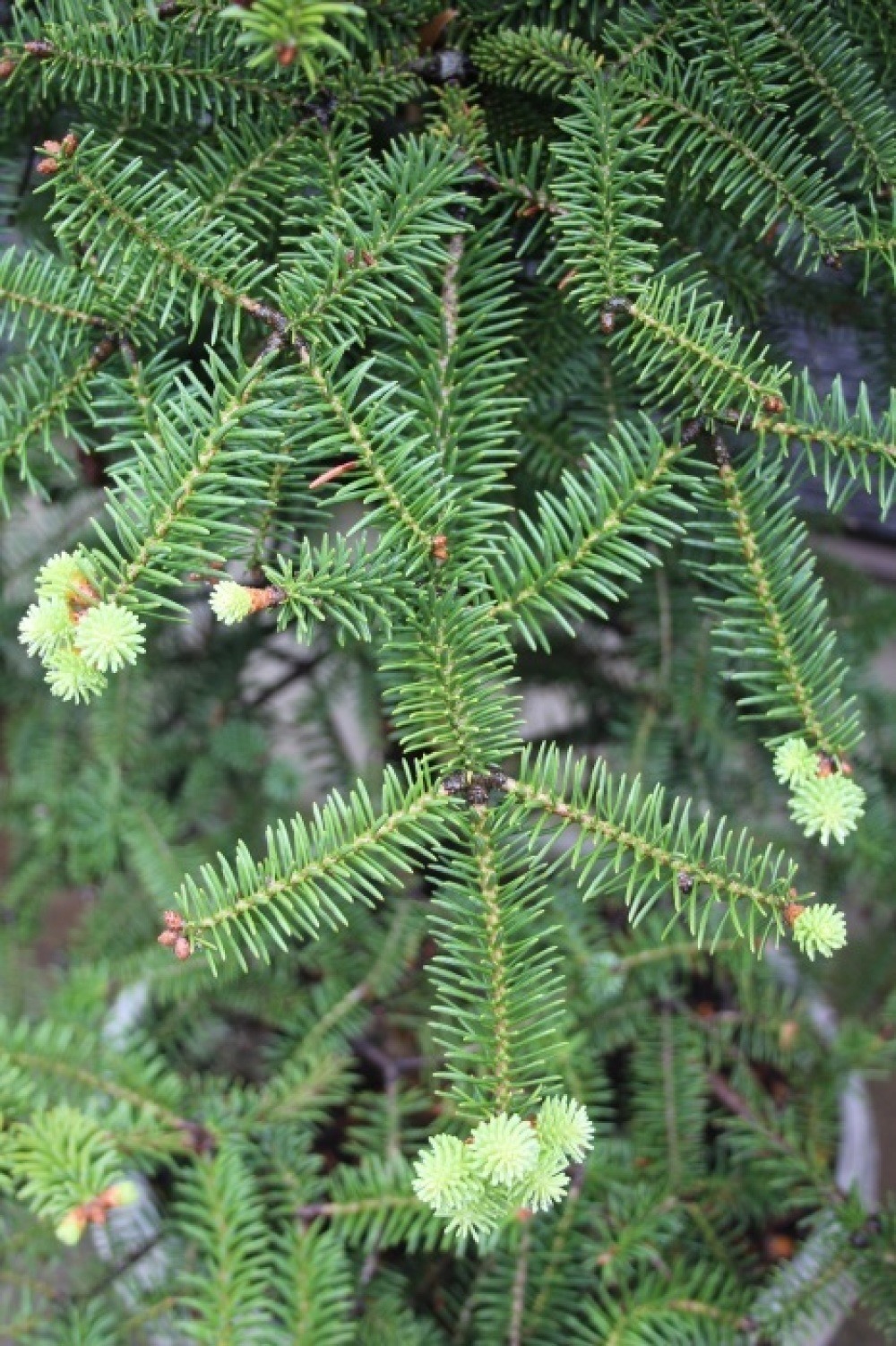 アビエス ピンサポ グラウカ Abies pinsapo Glauca 大苗 販売 アビエス ピンサポ グラウカ Abies pinsapo Glauca 大苗 販売