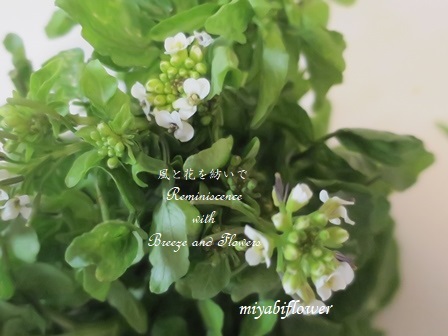 花クレソンとゆげひょうかんのサラダ 風と花を紡いで