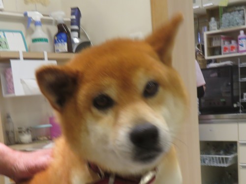 5月 13日の写真_c0174644_12223143.jpg