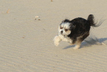 5月の海♪・Ⅰ_c0145250_13534558.gif