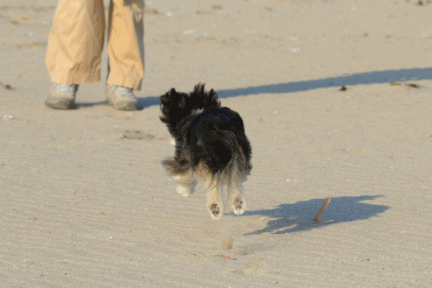 5月の海♪・Ⅰ_c0145250_13540713.gif