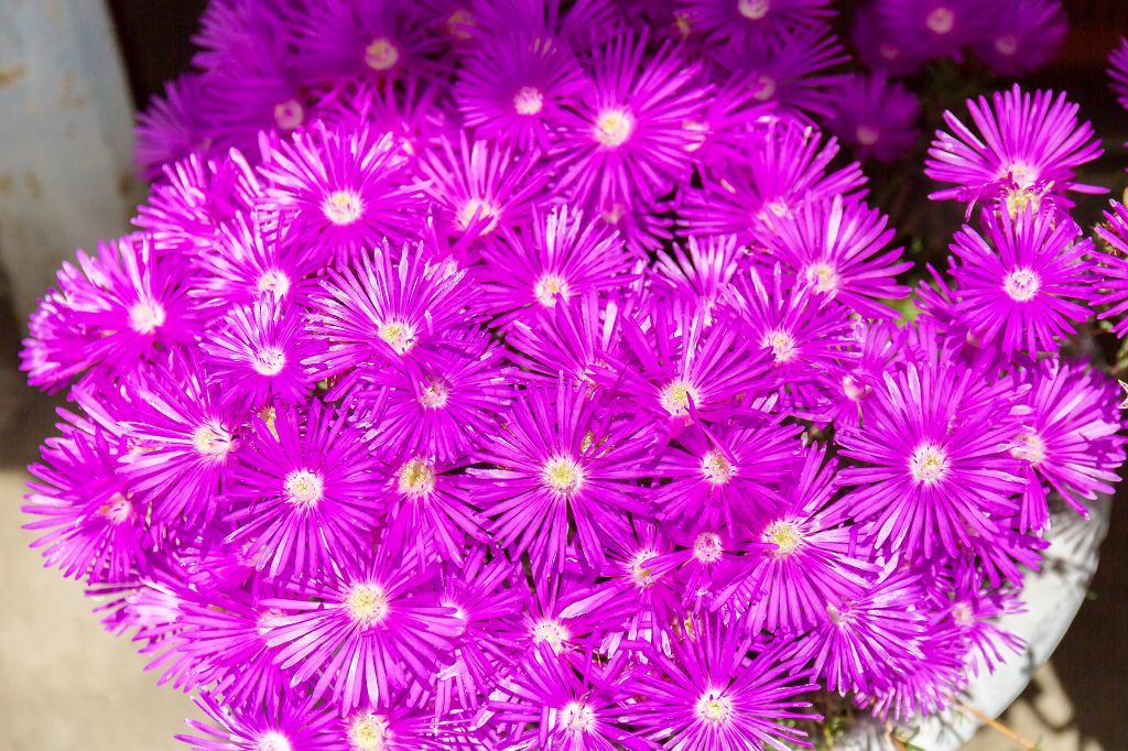 ジャガイモの花 あだっちゃんの花鳥風月