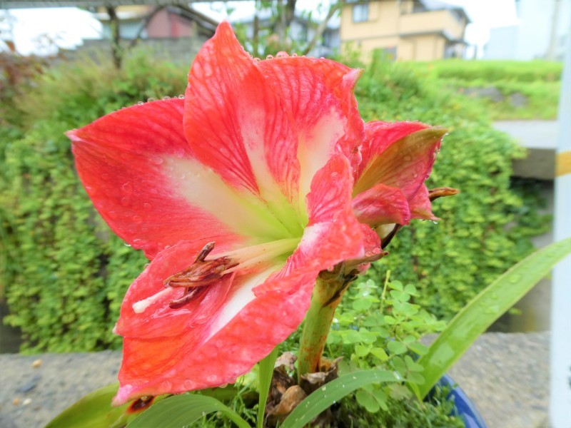 梅雨に突入したのか・・・?_c0108460_12205092.jpg
