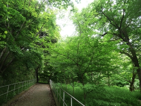 ヤマアジサイとエゴノキの開花連動5・12六国見山手入れ_c0014967_07015704.jpg