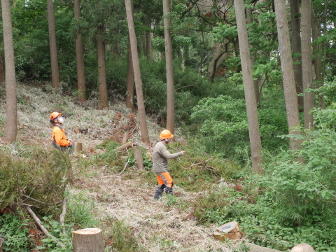 ヤマアジサイとエゴノキの開花連動5・12六国見山手入れ_c0014967_07052489.jpg