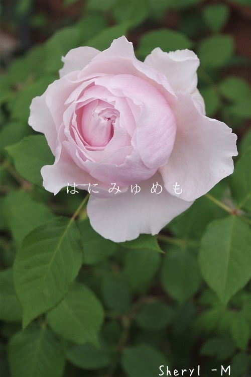 春よ来〜い！シリーズ》 薔薇編③リベルラ🥀 ☆*:.｡. 2024年5月