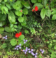 麦秋 大西晶子_f0371014_22460298.jpg