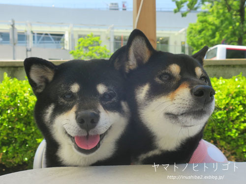 美柴母娘_e0394031_07020587.jpg