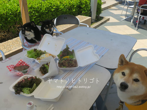美柴母娘_e0394031_07021317.jpg