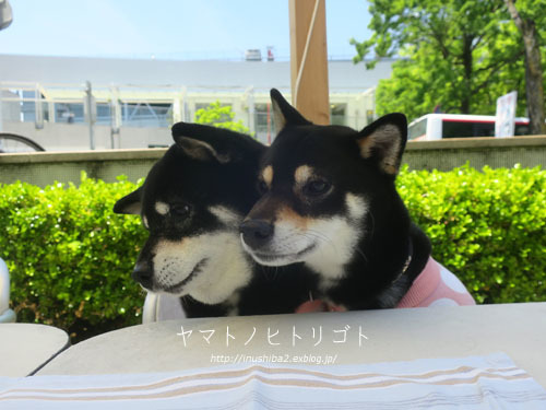 美柴母娘_e0394031_07021888.jpg
